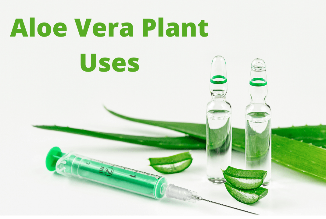 aloe-vera-plant-uses