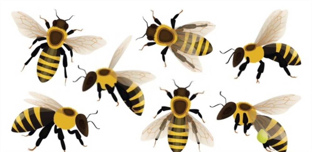 does-wasp-make-honey