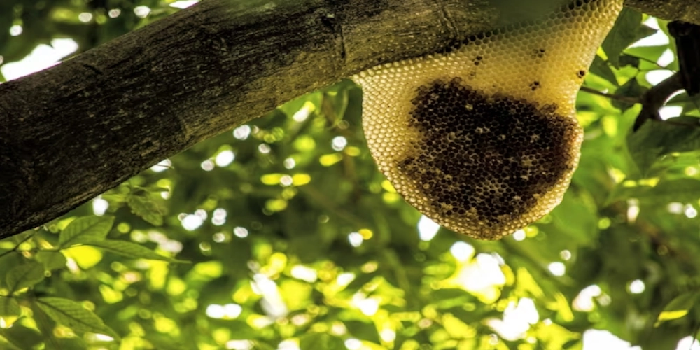 honey-bee-hive-removal-from-tree
