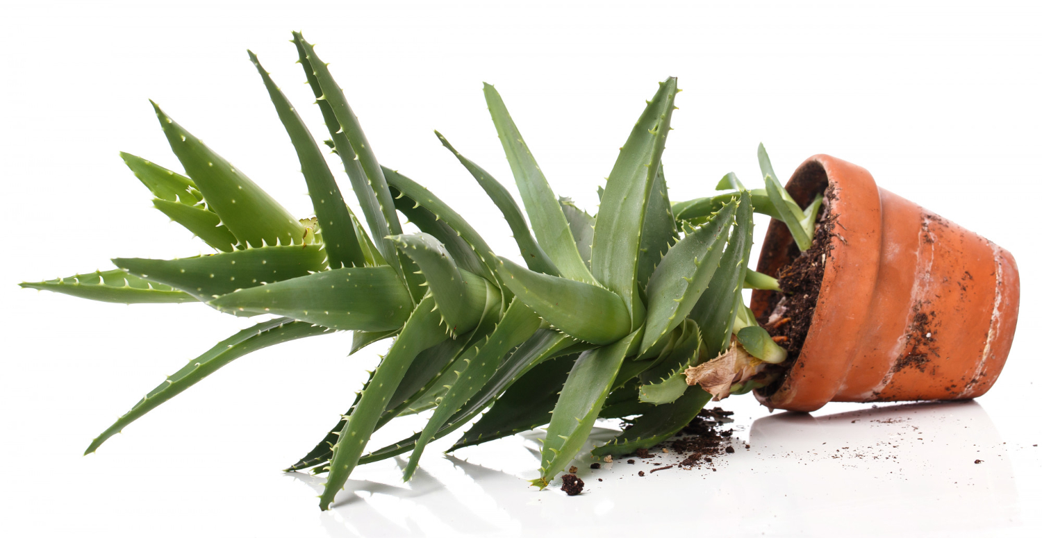 Aloe Vera Root Rot: What Are The Causes and How To Save Your Plant?
